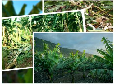Expert committee to solve technical problems facing banana cultivation in Matikai area