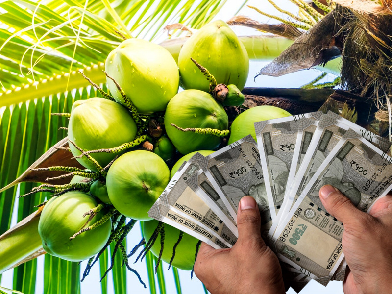 Green coconut procurement: Subsidy sanctioned 12.5 crores