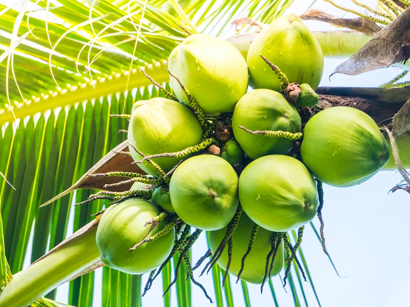 The expert committee was tasked to revise the coconut storage limit on the basis of productivity