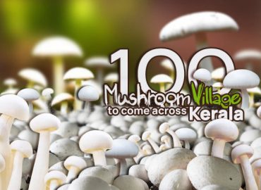 Mushroom Village Project