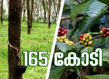 165 crore has been allocated for the development of rubber and coffee cultivation in Kerala under the Kera scheme