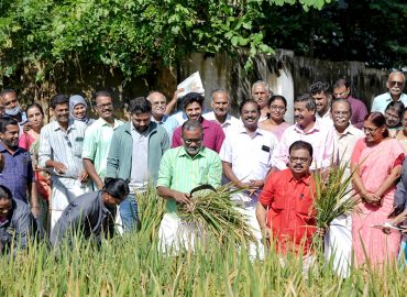 The state-level inauguration of the harvest of paddy cultivated using natural farming methods was held.